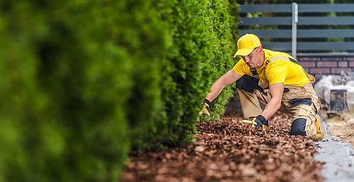 applying mulch around tree roots will help them thrive during winter