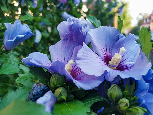 rose of Sharon can spread to your neighbor's gardens